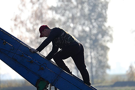 Cranberry harvesting in Brest Oblast