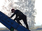 Cranberry harvesting in Brest Oblast