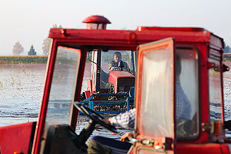 Cranberry harvesting in Brest Oblast