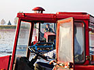 Cranberry harvesting in Brest Oblast