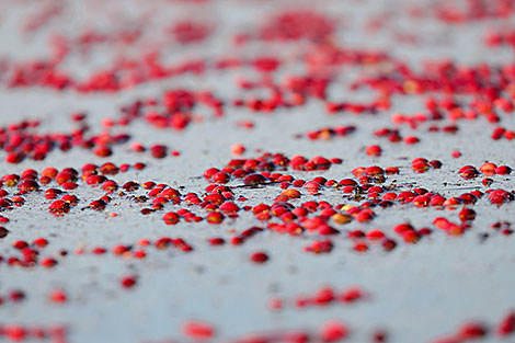 Cranberry harvesting in Brest Oblast