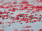 Cranberry harvesting in Brest Oblast