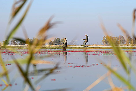 Cranberry harvesting in Brest Oblast