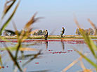 Cranberry harvesting in Brest Oblast