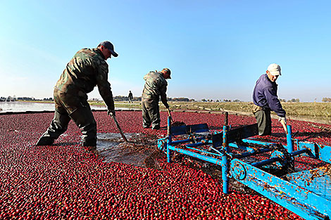 Cranberry harvesting in Brest Oblast