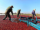 Cranberry harvesting in Brest Oblast