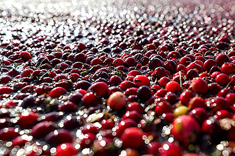 Cranberry harvesting in Brest Oblast