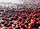 Cranberry harvesting in Brest Oblast