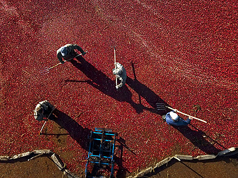 Cranberry harvesting in Brest Oblast