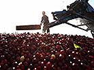 Cranberry harvesting in Brest Oblast