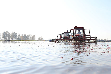 Cranberry harvesting at Polesskie Zhuraviny