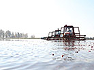 Cranberry harvesting at Polesskie Zhuraviny