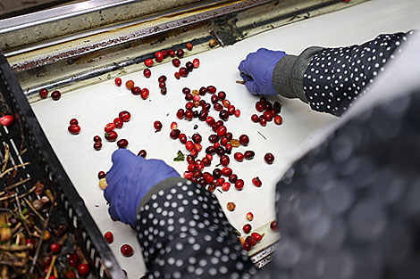 Cranberry harvesting at Polesskie Zhuraviny