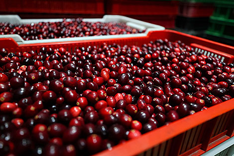 Cranberry harvesting at Polesskie Zhuraviny