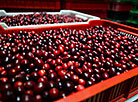 Cranberry harvesting at Polesskie Zhuraviny