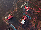 Cranberry harvesting in Polesskie Zhuraviny