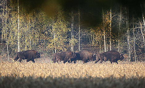 Bisons in Belovezhskaya Pushcha