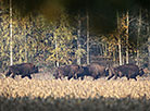 Bisons in Belovezhskaya Pushcha