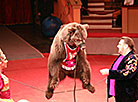 Animal Circus from Moscow in Gomel 