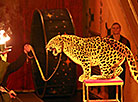 Animal Circus from Moscow in Gomel 