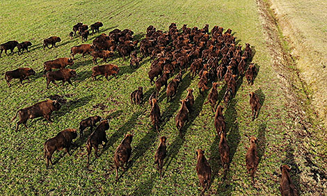 Bison in Ozery landscape reserve