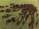 Bison in Ozery landscape reserve
