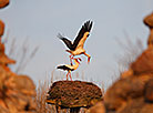 White storks near Krevo Castle
