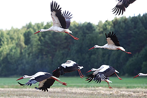 White storks in a field in Grodno Oblast