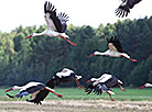 White storks in a field in Grodno Oblast