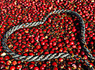 Cranberry harvesting in Brest Oblast