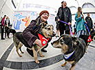 Animal charity event in Minsk