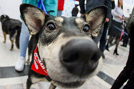 Animal charity event in Minsk