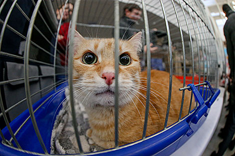 Animal charity event in Minsk