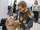 Animal charity event in Minsk