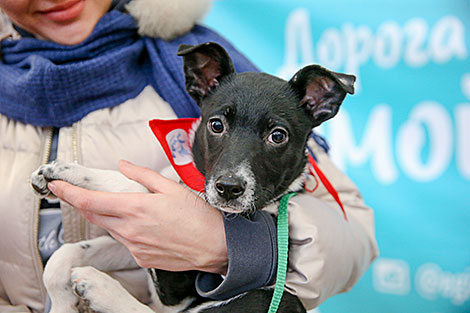 Animal charity event in Minsk