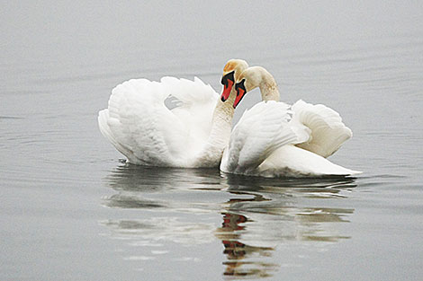 Swans