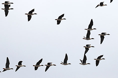 Migrating birds returning to Belarus