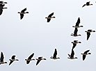 Migrating birds returning to Belarus