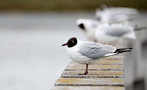 Seagulls in Minsk