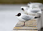 Seagulls in Minsk