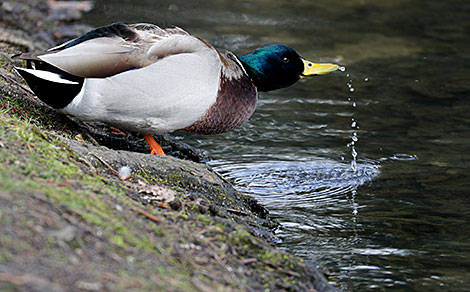 Ducks in Minsk 