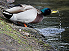 Ducks in Minsk 