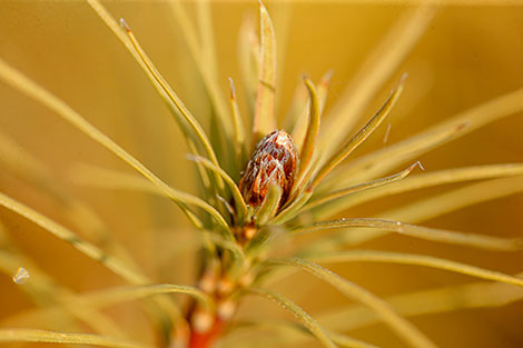 The nationwide campaign Forest Week in Belarus