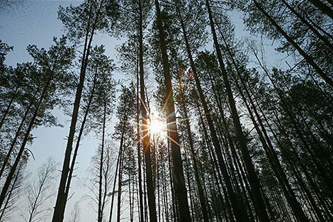 Forest Week in Minsk Oblast 