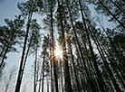 Forest Week in Minsk Oblast 