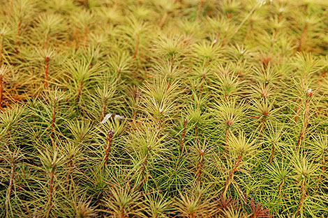 Forest Week in Minsk Oblast 