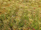 Forest Week in Minsk Oblast 