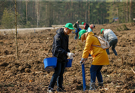 Forest Week in Minsk Oblast 