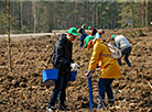 Forest Week in Minsk Oblast 