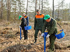 Forest Week in Minsk Oblast 